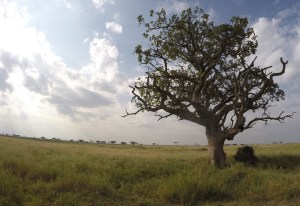 DCIM101GOPROG0342290.